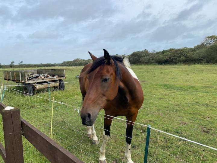 Seahorse * Helston
